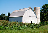 LAN 07 FA0004 01
White Barn In Cornfield