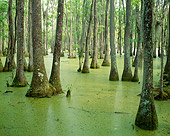 LAN 07 GR0003 01
Bald Cypress Tupelo Swamp In Spring South Carolina