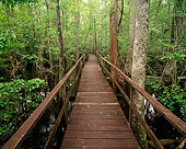 LAN 07 GR0005 01
Boardwalk In Cypress Tupelo Gum Swamp Francis Beidler Forest In Spring South Carolina