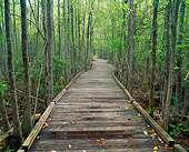 LAN 07 GR0006 01
Boardwalk Through Okefenokee Swamp In Stephen Foster State Park Georgia