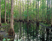 LAN 07 GR0007 01
Cypress Swamp In Highlands Hammock State Park, Florida