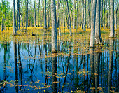 LAN 07 GR0008 01
Cypress Swamp In South Carolina