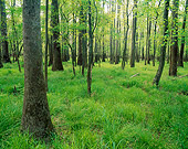 LAN 07 GR0011 01
Largest Tract Of Old Growth Bottomland Hardwood Forest Congaree Swamp National Monument, South Carolina