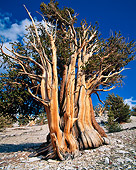 LAN 07 GR0012 01
Bristlecone Pine Tree - Oldest Living Thing - In White Mountain National Forest During Summer, California