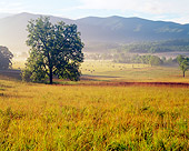 LAN 07 GR0015 01
Cades Cove In Early Summer Morning Great Smoky Mountains National Park, Tennessee