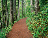 LAN 07 GR0037 01
Eagle Creek Trail At Columbia River Gorge National Scenic Area Oregon
