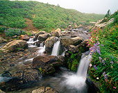 LAN 07 GR0038 01
Edith Creek During Summer In Mount Rainier National Park, Washington