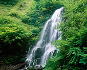 LAN 07 GR0040 01
Fairy Falls During Summer At Columbia River Gorge Scenic Area, Oregon