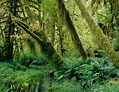 LAN 07 GR0055 01
Hoh Rainforest In Olympic National Park, Washington