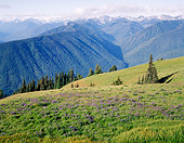 LAN 07 GR0056 01
Hurricane Ridge During Summer In Olympic National Park, Washington