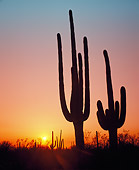 LAN 07 GR0096 01
Silhouette Of Saguaro Cactus At Sunset In Saguaro National Park Near Tucson, Arizona
