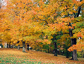 LAN 07 GR0106 01
Sugar Maple Trees During Autumn In Barre, Vermont