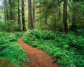 LAN 07 GR0110 01
Trail Through Mount Hood National Forest, Oregon