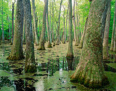 LAN 07 GR0111 01
Tupelo Bald Cypress Swamp In Natchez Trace Parkway, Mississippi