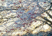LAN 07 LS0002 01
Frozen Rain On Crabapple Tree Northern Illinois