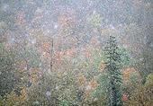 LAN 07 LS0003 01
October Snowfall In Green Mountain National Forest, Vermont