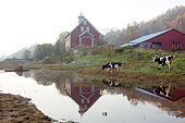 LAN 07 LS0013 01
Historic Dairy Barn And Milking Shed At Liberty Hill Farm In Foggy Dawn Light Rochester, Vermont