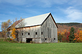 LAN 07 LS0014 01
Old Barn With Paper Birches And Sugar Maple Central Vermont