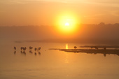 LAN 07 LS0015 01
Roseate Spoonbills And Black Vultures Along Lake Shore At Sunrise Sarasota County, Florida