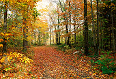 LAN 07 LS0001 01
Forest Path In Autumn Green Mountain National Forest Vermont