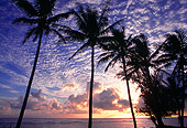 LAN 07 MR0009 01
Palm Trees On Beach At Sunset North Shore Kauai, Hawaii