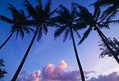 LAN 07 MR0011 01
Palm Trees On Beach North Shore Kauai, Hawaii