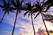 LAN 07 MR0012 01
Palm Trees On Beach North Shore Kauai, Hawaii