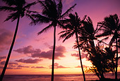LAN 07 MR0014 01
Palm Trees On Beach At Sunset North Shore Kauai, Hawaii
