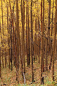 LAN 07 RF0205 01
Arapahoe National Forest Aspen Grove In Autumn Colorado
