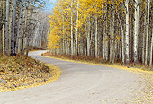 LAN 07 RF0209 01
Winding Road Through Gunnison National Forest Autumn Colorado