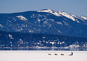 LAN 07 RK0002 02
Field Of Snow With Man And Dogs Pulling Sled Snow Covered Mountains Blue Sky