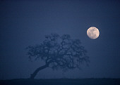LAN 07 RK0036 02
Silouette Shots In Open Field With Moon Filtered