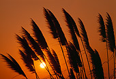LAN 07 RK0083 15
Silhouette Shot Of Pampas Orange Sky