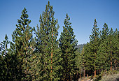 LAN 07 RK0092 01
Trees 
Lake Tahoe, CA
