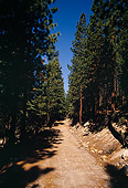 LAN 07 RK0095 01
Pathway With Tall Trees 
Lake Tahoe, CA