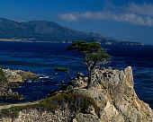 LAN 07 RK0153 01
Cypress Tree In Rock Ledge 
Monterey, CA