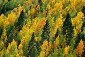 LAN 07 RW0001 01
Autumn Color Aspen Trees San Juan National Forest Colorado