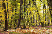 LAN 08 JE0006 01
Autumn Trees In Foret De Compeigne, Oise