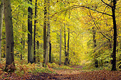 LAN 08 JE0007 01
Autumn Trees In Foret De Compeigne, Oise