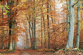 LAN 08 JE0008 01
Autumn Trees In Foret De Compeigne, Oise
