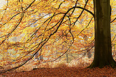 LAN 08 JE0009 01
Autumn Trees In Foret De Compeigne, Oise