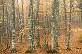 LAN 08 JE0012 01
Autumn Trees In Haute-Loire Valley, France