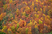 LAN 08 JE0013 01
Autumn Trees In Haute-Loire Valley, France