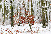 LAN 08 JE0024 01
Foret De Compeigne In Winter Oise, France