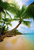 LAN 08 JZ0002 01
Portrait Of Palm Trees On Beach