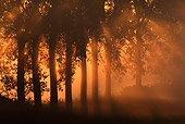 LAN 08 KH0009 01
Rising Sun Piercing Through Mist And Row Of Poplars In France