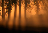 LAN 08 KH0010 01
Rising Sun Piercing Through Mist And Row Of Poplars In France