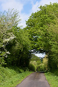 LAN 08 KH0016 01
Hollow Road In Normandy