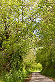 LAN 08 KH0017 01
Hollow Road In Normandy