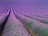 LAN 08 KH0018 01
Lavender Field In Provence France
